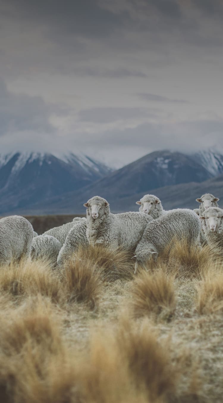 La mejor lana del mundo: la lana merino