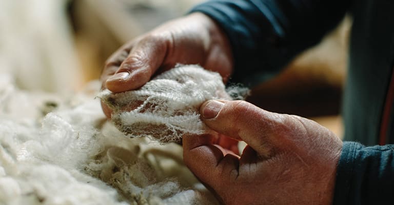 Merino sheep farmer inspecting merino wool fibers