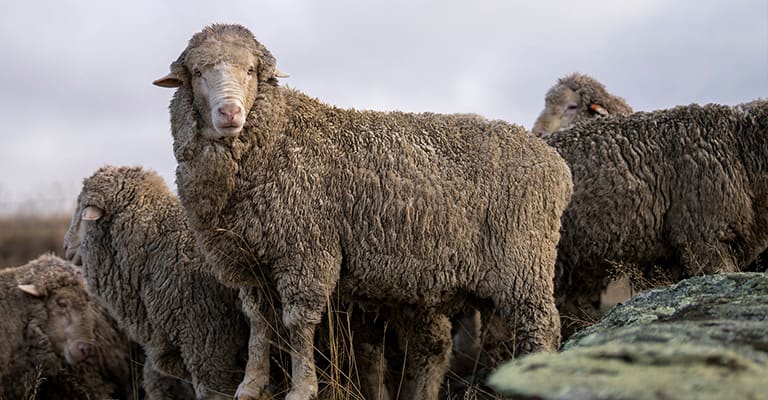 Merino sheep on a merino sheep station in New Zealand