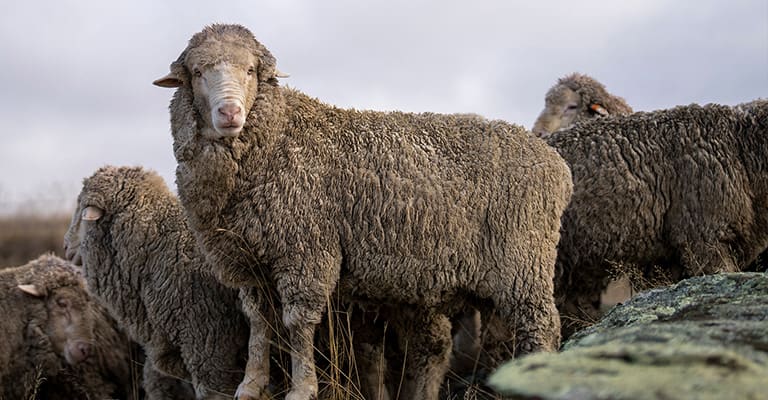 Moutons mérinos sur une station de moutons mérinos en Nouvelle-Zélande