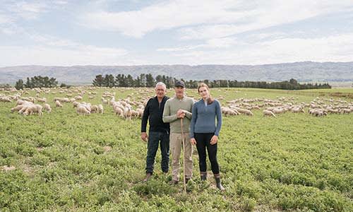 icebreaker merino growers standing in field of merino sheep
