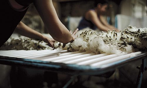 La laine mérinos brise-glace sur table en hangar de cisaillement