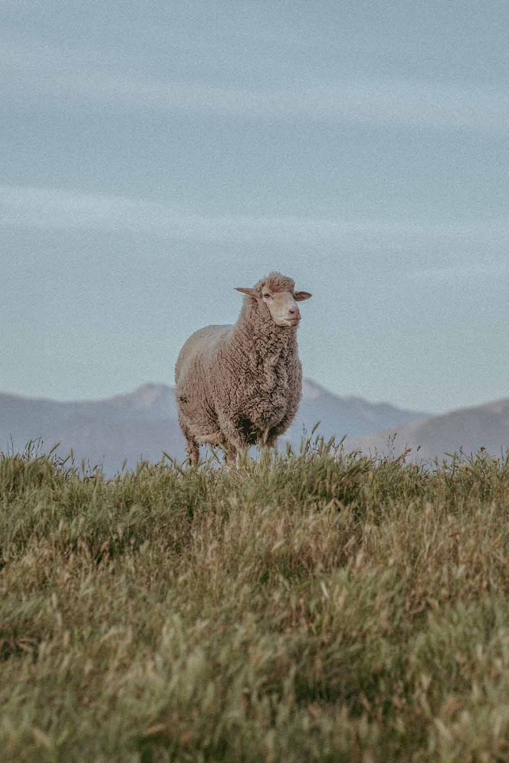 Merino sheep standing in paddock