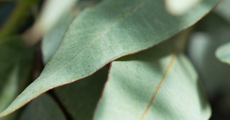 feuille d'eucalyptus