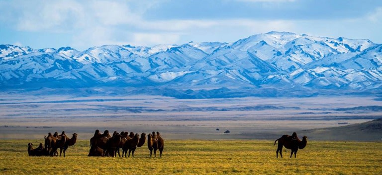 Chameaux dans le désert de Gobi