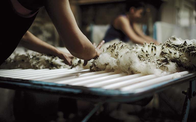 Merino fleece on wool classing table.