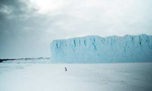 Penguin near ice-shelf