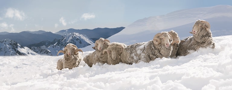 Merino sheep sitting in the snow on a mountain