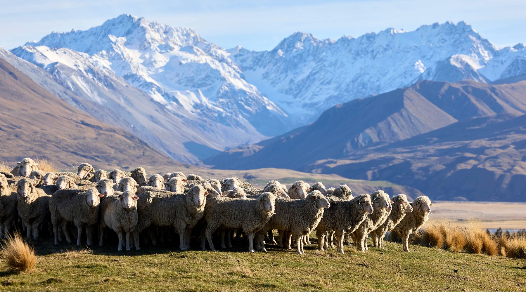 Merino sheep