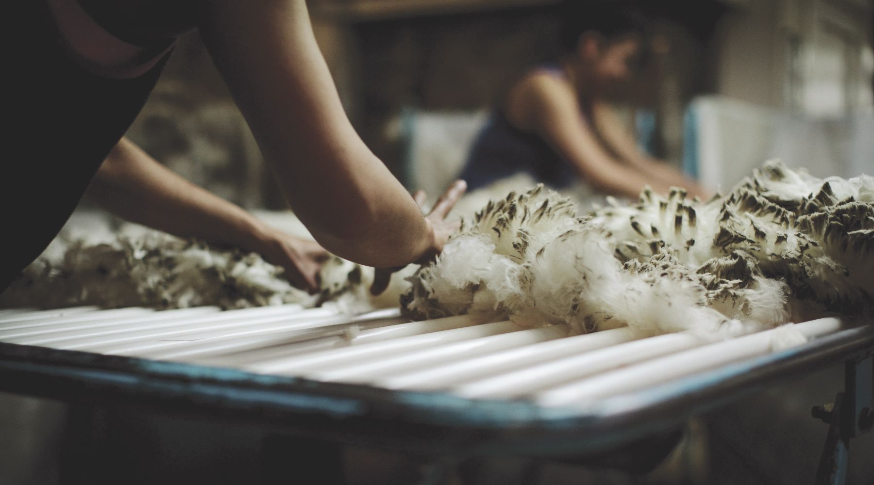 Merino wool being made