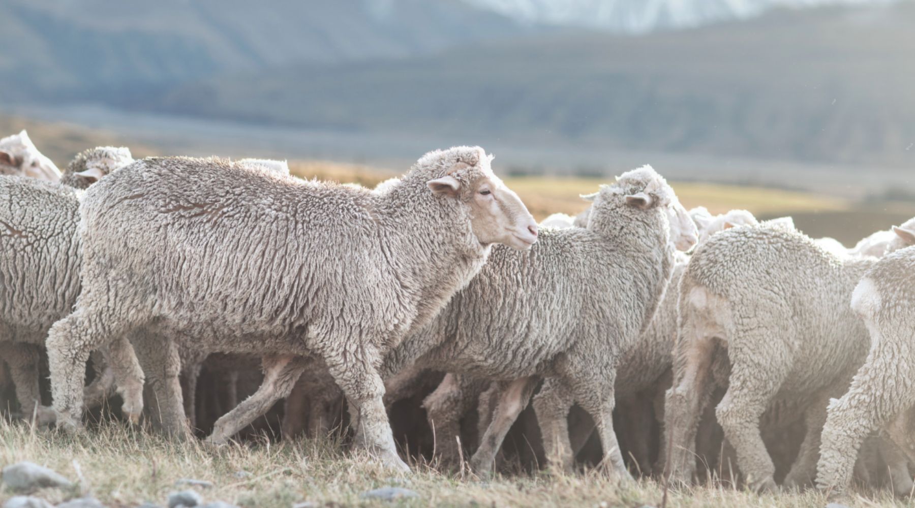 merino sheep