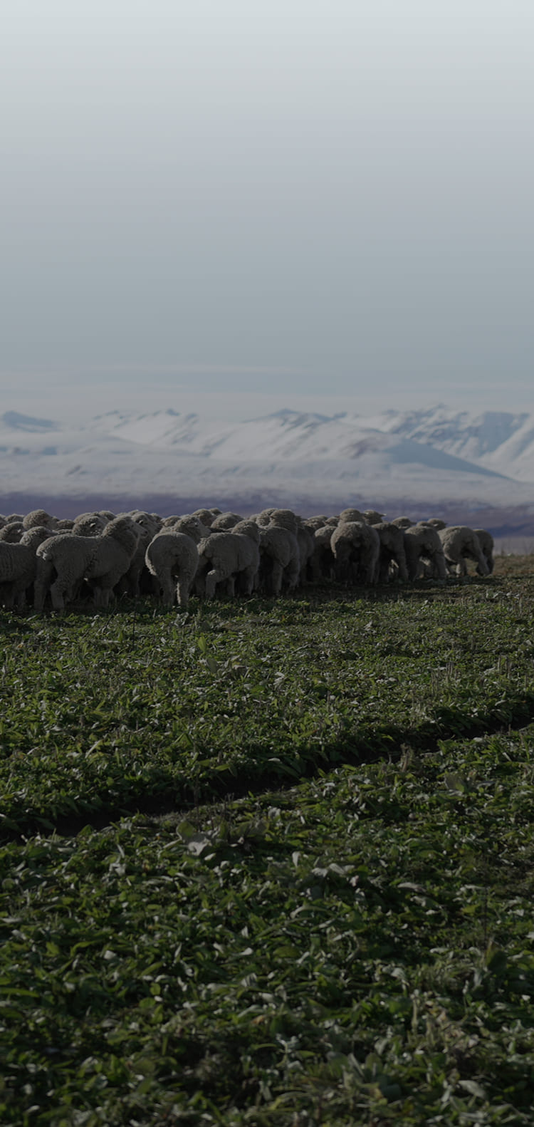 Better wool, better products.